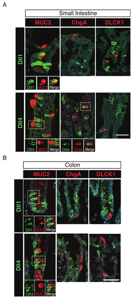 Dll1+ve and Dll4+ve IECs represent distinct populations of secretory lineage cells in the small intestine and in the colon.