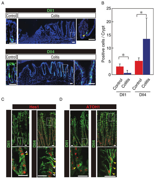 Dll4+ve cells dominate the colonic crypts of the DSS-colitis mice.