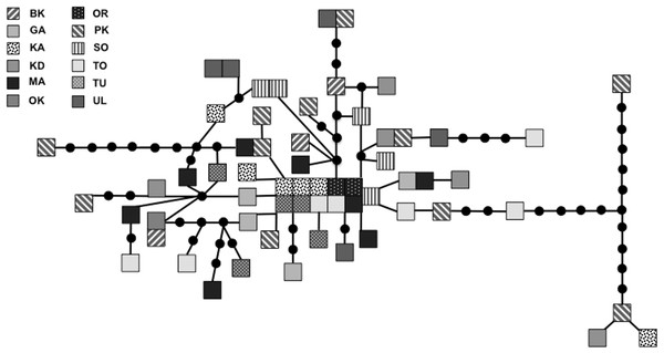 Statistical parsimony network for 924 bp mitochondrial DNA sequence.