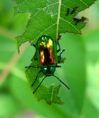 Variable effects of temperature on insect herbivory [PeerJ]