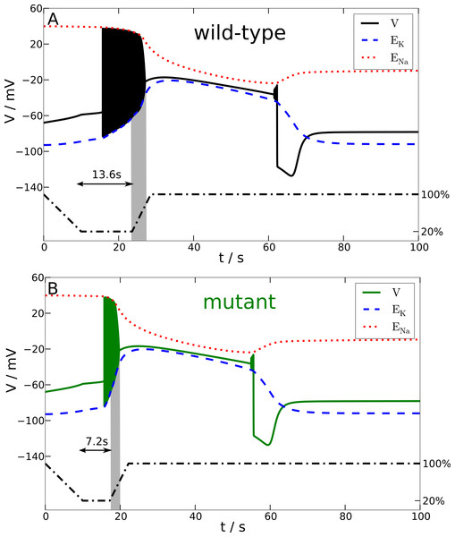 Spreading depression model.