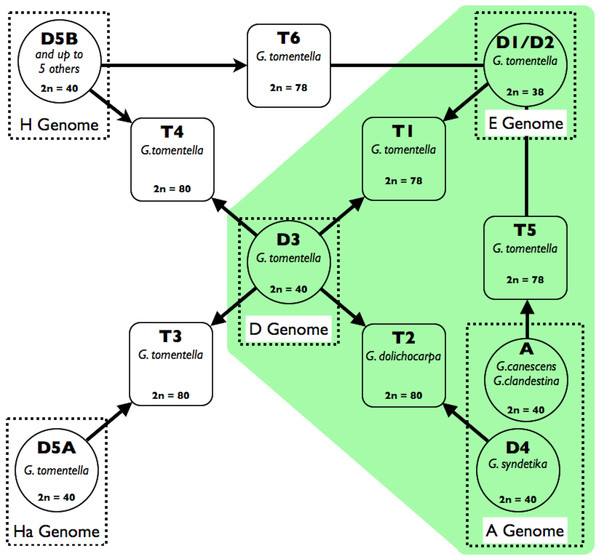 Schema of the Glycine perennial polyploid complex.