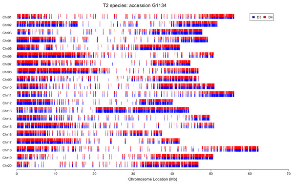 Electronic chromosome painting for G. dolichocarpa T2 accession 1134.