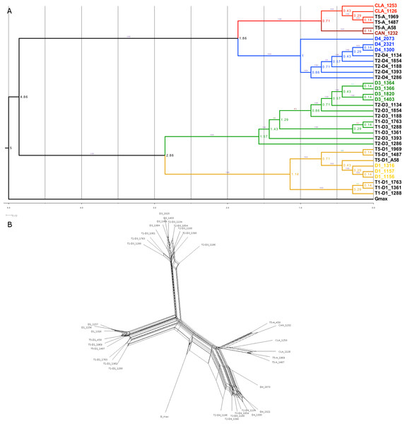 Phylogenetic relationship in the Glycine perennial polyploid complex.