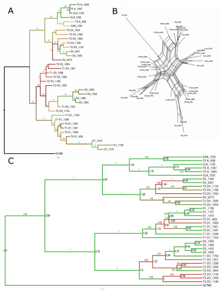 Phylogenetic analysis for the Glyma02g11580 locus.