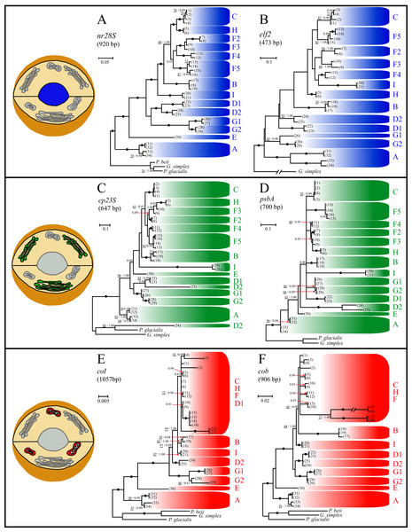 Single-gene phylogenies of Symbiodinium using two genes from three organelles.