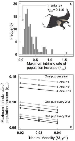 Maximum intrinsic rate of population increase for 106 chondrichthyans, and the manta ray.