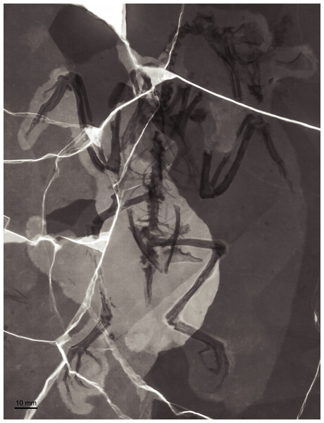 X-ray photograph of BMNHC Ph 756.