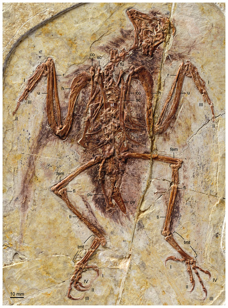 Photograph of the holotype of Zhouornis hani, CNUVB-0903.