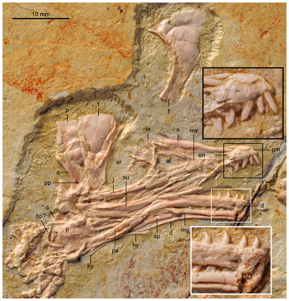 Detail of skull of BMNHC Ph 756.