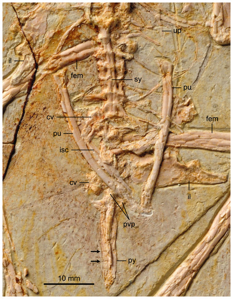 Detail photograph of pelvic girdle of BMNHC Ph 756.