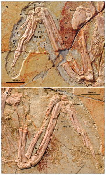 Detail photograph of the right (A) and left (B) forelimb of BMNHC Ph 756.