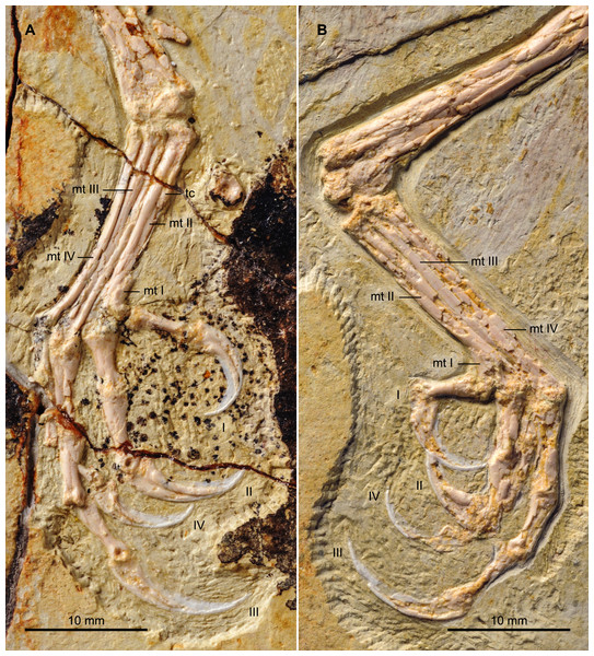 Detail photograph of the right (A) and left (B) feet of BMNHC Ph 756.