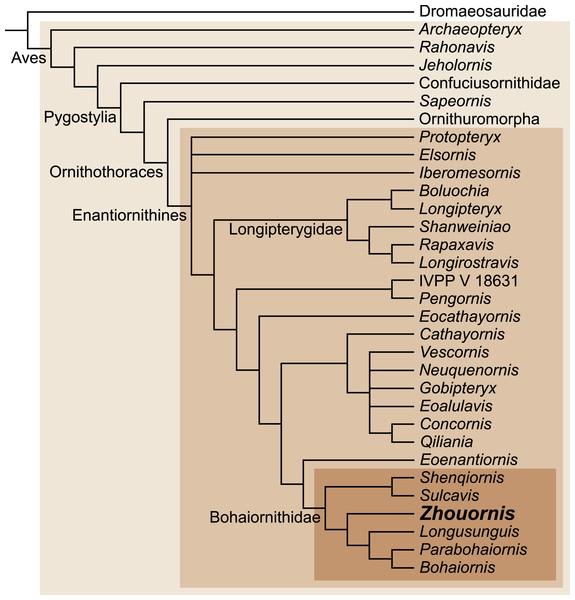 Interrelationships among enantiornithines, and between higher groups of Mesozoic birds, according to Wang et al. (2014).