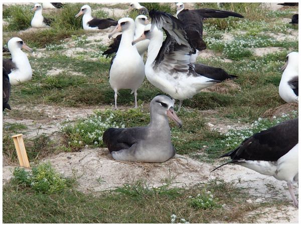 A recently documented hybrid that is mated to a Laysan Albatross and has raised chicks.