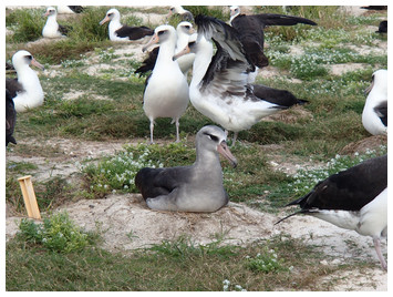 accompanying article image