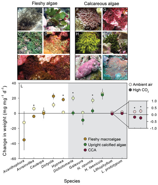 Growth response of fleshy and calcareous algae to treatment conditions.