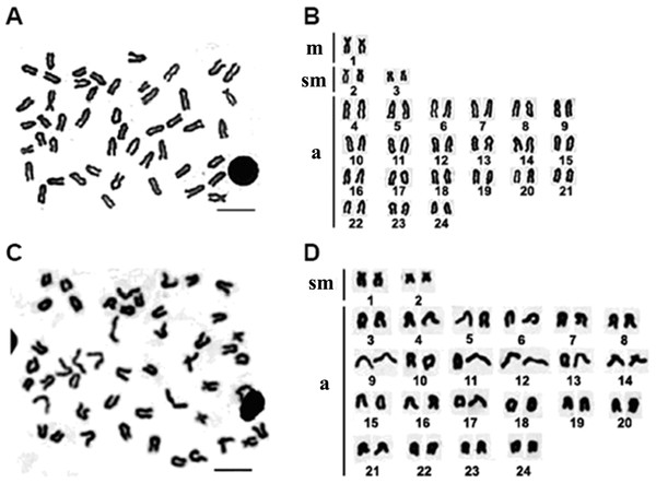 Chromosome metaphase and corresponding karyotype of E. bruneus and E. moara.