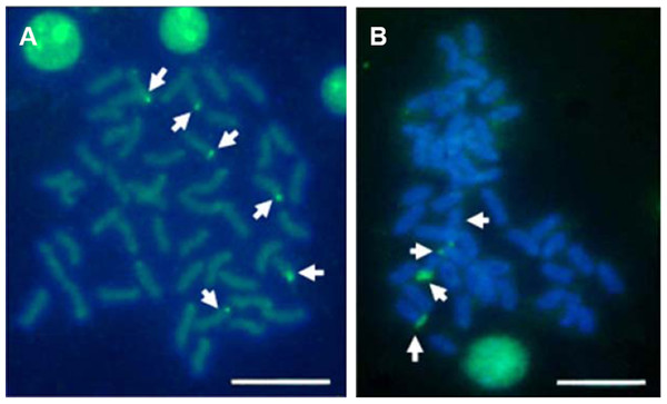 Distribution of 18S rNDA on chromosomes of E. bruneus and E. moara by FISH.