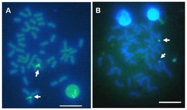 Localization of 5S rNDA on chromosomes of E. bruneus and E. moara by FISH.