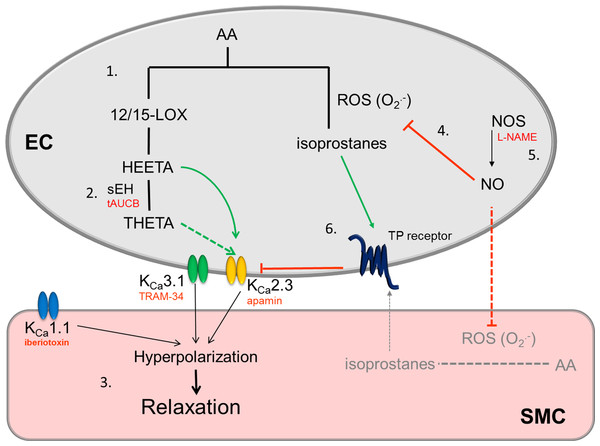 Schematic showing the role of LOX products on EDH responses in the middle cerebral artery, the proposed effect that inhibition of NOS and increase in isoprostane production has on the EDH response.