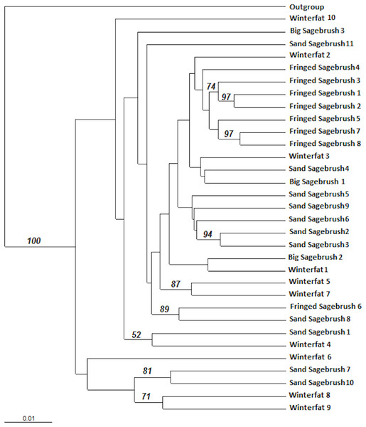 Distance-based Unweighted Pair Group Method with Arithmetic mean (UPGMA) dendrogram of M. bowditchi grasshoppers using 1,000 bootstrap replicates.