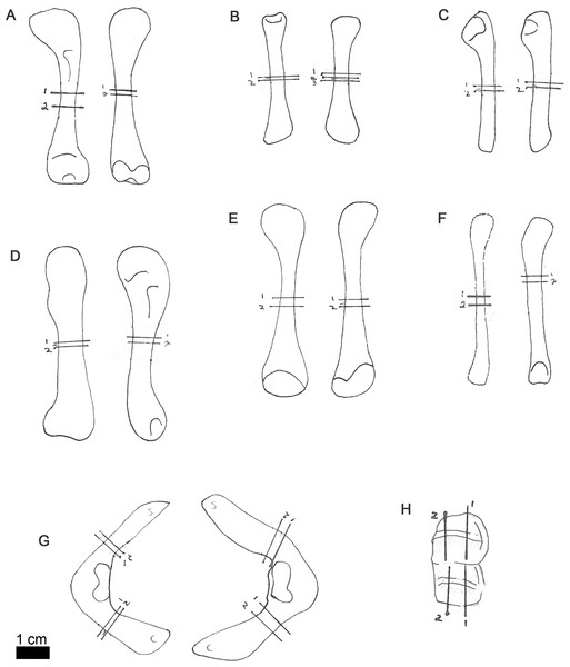 Line drawings of MOR-OST 1648 skeletal elements with approximate sampling locations indicated.