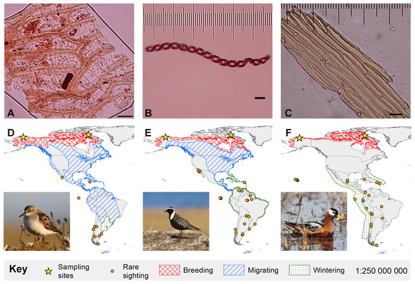 Bryophyte diaspores and their vectors.