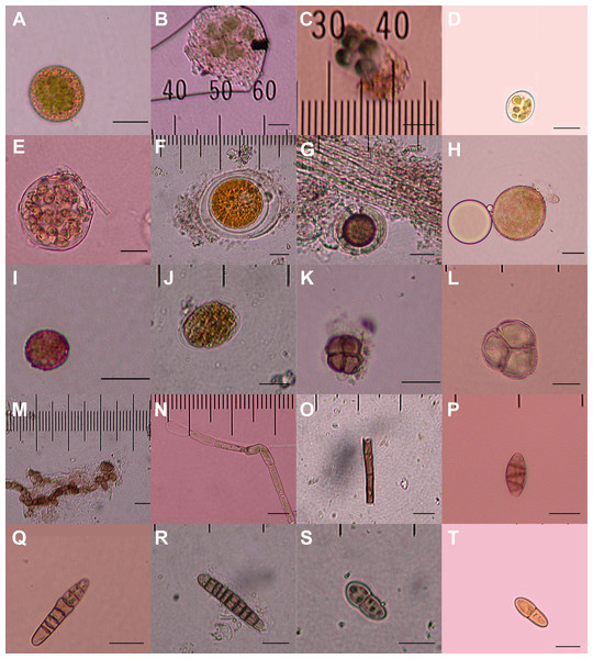 Diaspores recovered from the feathers of 23 birds.