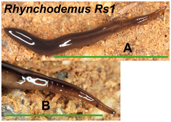 Rhynchodemus morph Rs1.