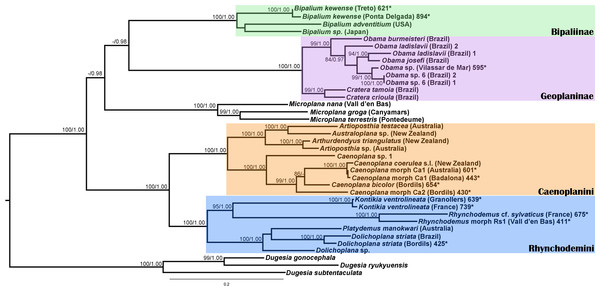 Maximum likelihood (ML) tree of the Geoplanidae subfamilies and tribes (Bipaliinae, Geoplaninae, Caenoplanini, and Rhynchodemini).