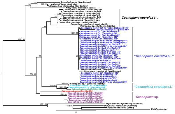 Caenoplanini dataset ML tree.