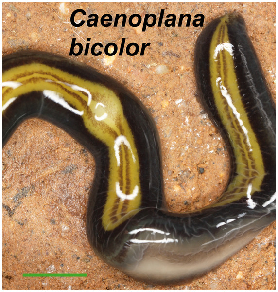 Caenoplana bicolor.