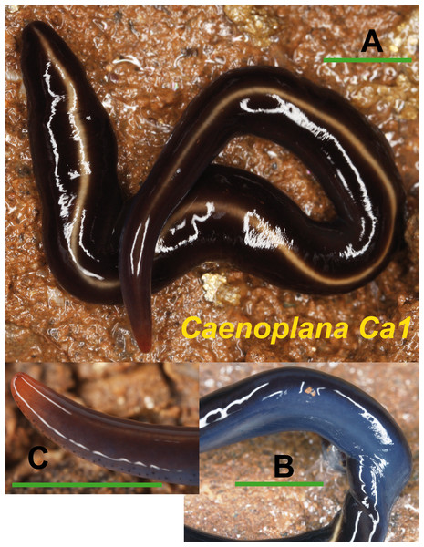 Caenoplana morph Ca1.