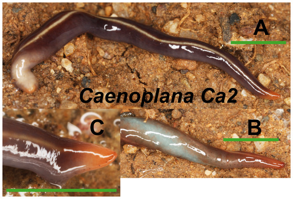 Caenoplana morph Ca2.