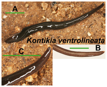 Diversity of introduced terrestrial flatworms in the Iberian Peninsula ...