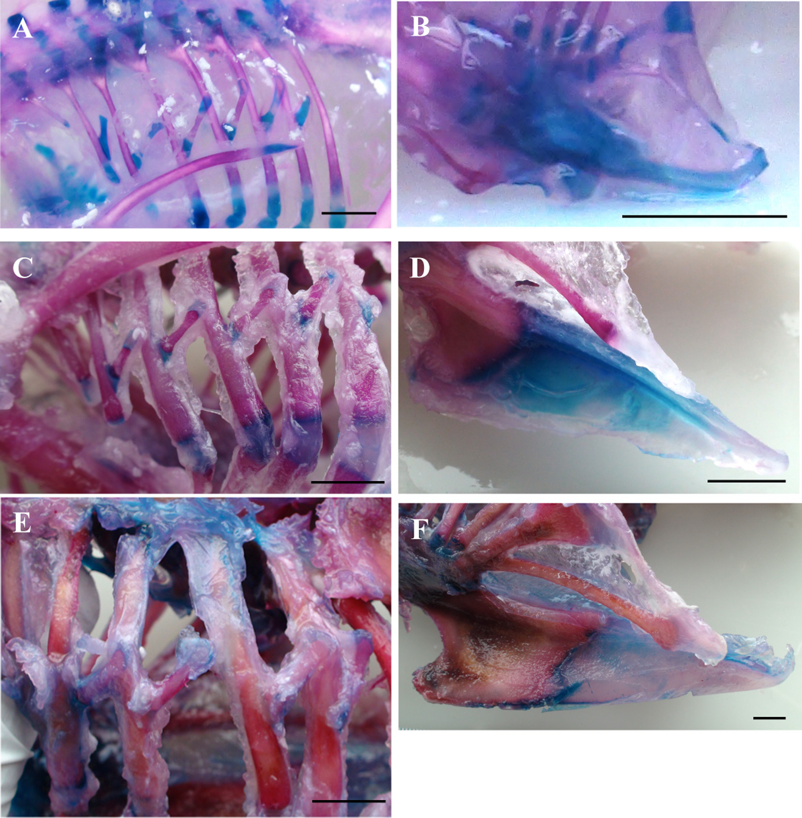 Anatomical And Biomechanical Traits Of Broiler Chickens Across