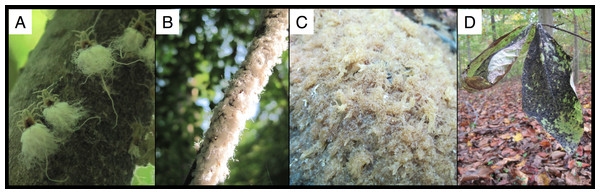 Wooly beech aphids and its fungal specialist.