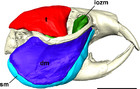 Digital dissection of the masticatory muscles of the naked mole-rat ...