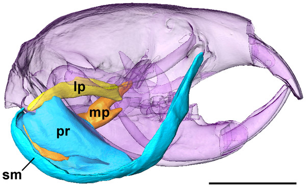Superficial masseter and pterygoid muscles of Heterocephalus glaber.
