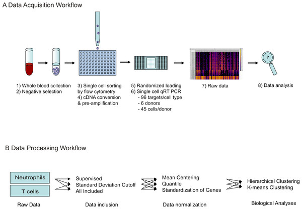 Workflow of single cell transcriptional data acquisition.