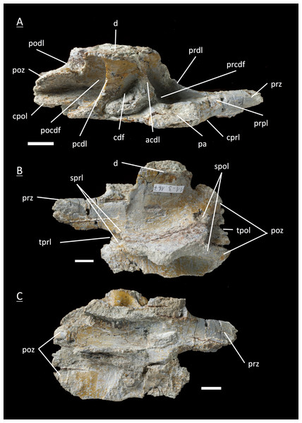 Specimen MSF 11.3.167 (D5).