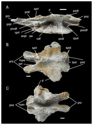 The first juvenile specimens of Plateosaurus engelhardti from Frick ...