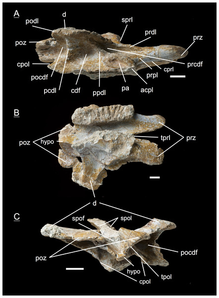 Specimen MSF 11.3.107 (D6).