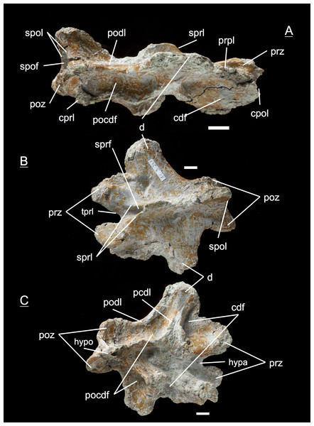 Specimen MSF 11.3.241 (D10/D11).