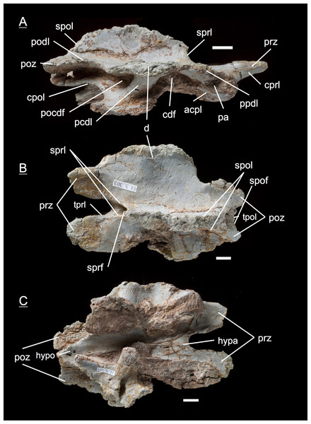 Specimen MSF 11.3.303 (D10/D11).