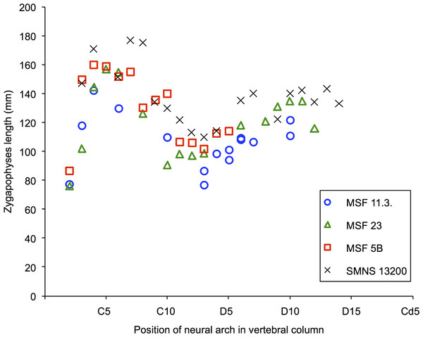 Zygapophyseal lengths in the vertebral column of specimens MSF 11.3., MSF 5B, MSF 23 and SMNS 13200.