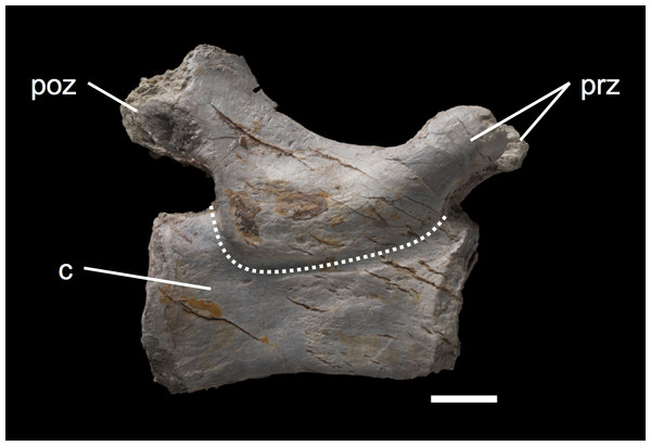 Caudal vertebra MSF 11.3.348.