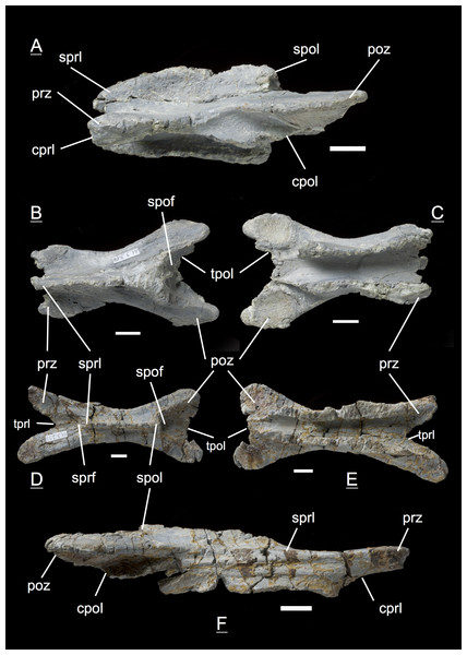 Specimen MSF 11.3.317 (axis) and MSF 11.3.258 (C3).