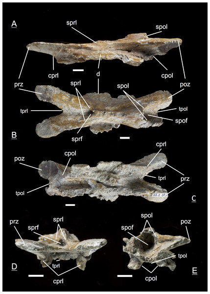 Specimen MSF 11.3.371 (C4).